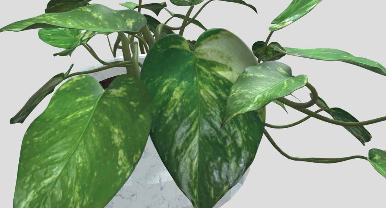 Lush Indoor Decorative Plant 3D model_6