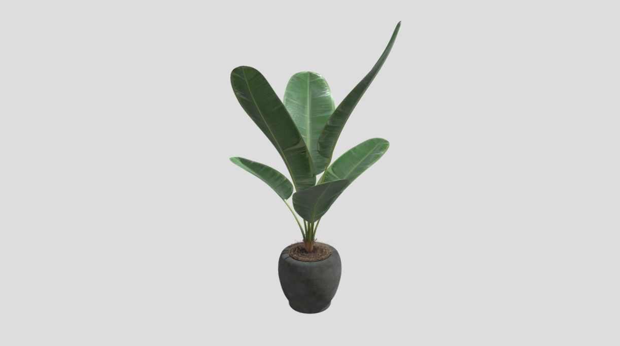 Decoration Plant 3D model_5