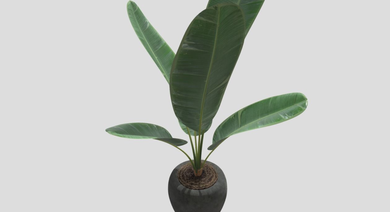 Decoration Plant 3D model_1