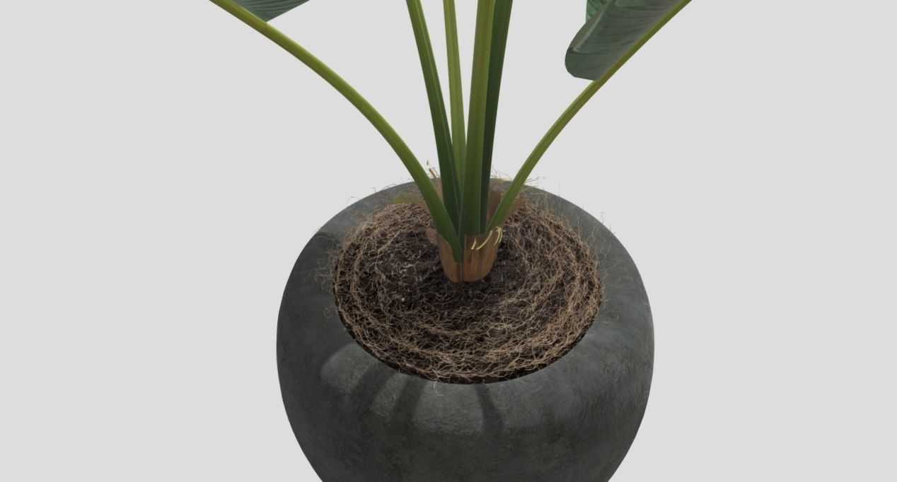 Decoration Plant 3D model_3