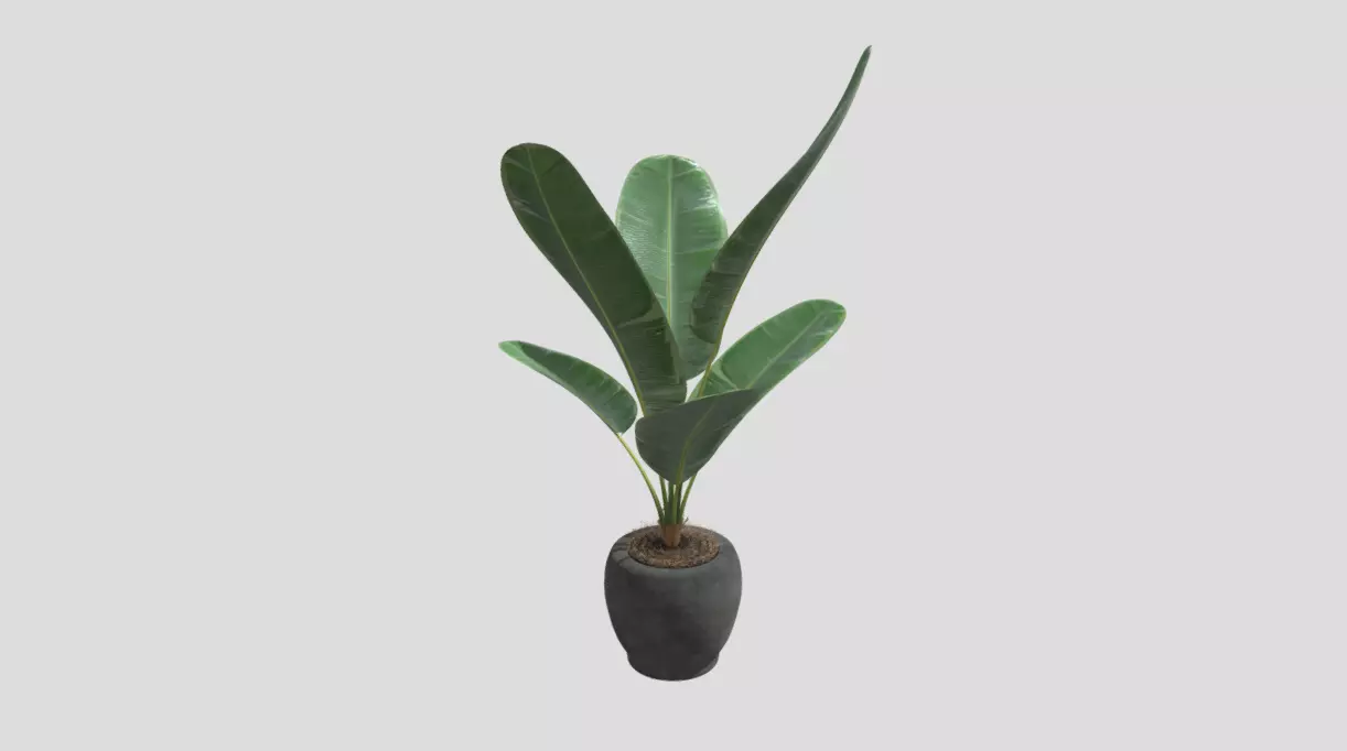 Decoration Plant 3D model_0