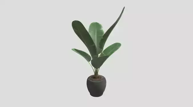 Decoration Plant 3D model