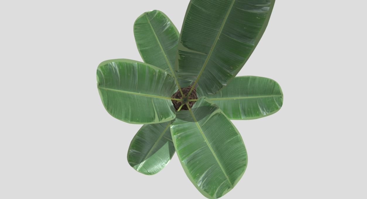 Decoration Plant 3D model_2