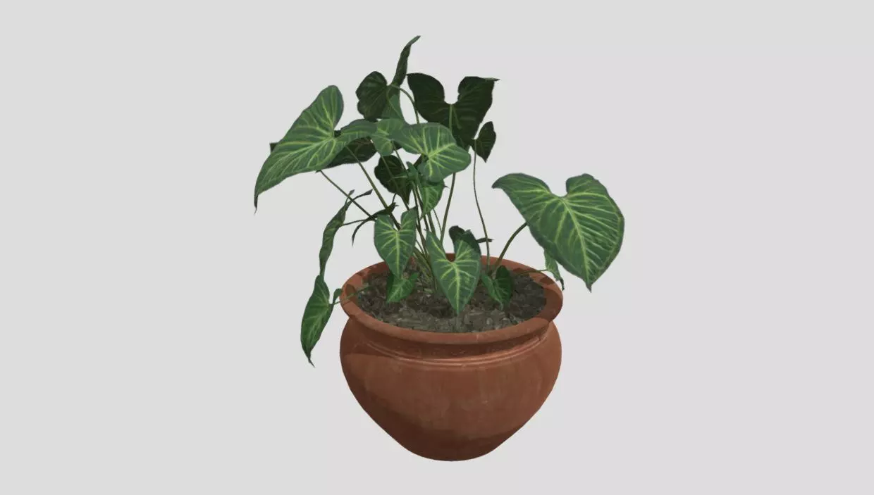 indoor plant 4 Low-poly 3D model_0