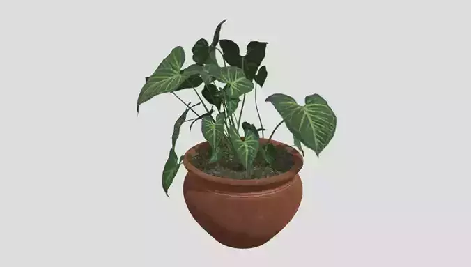 indoor plant 4 Low-poly 3D model