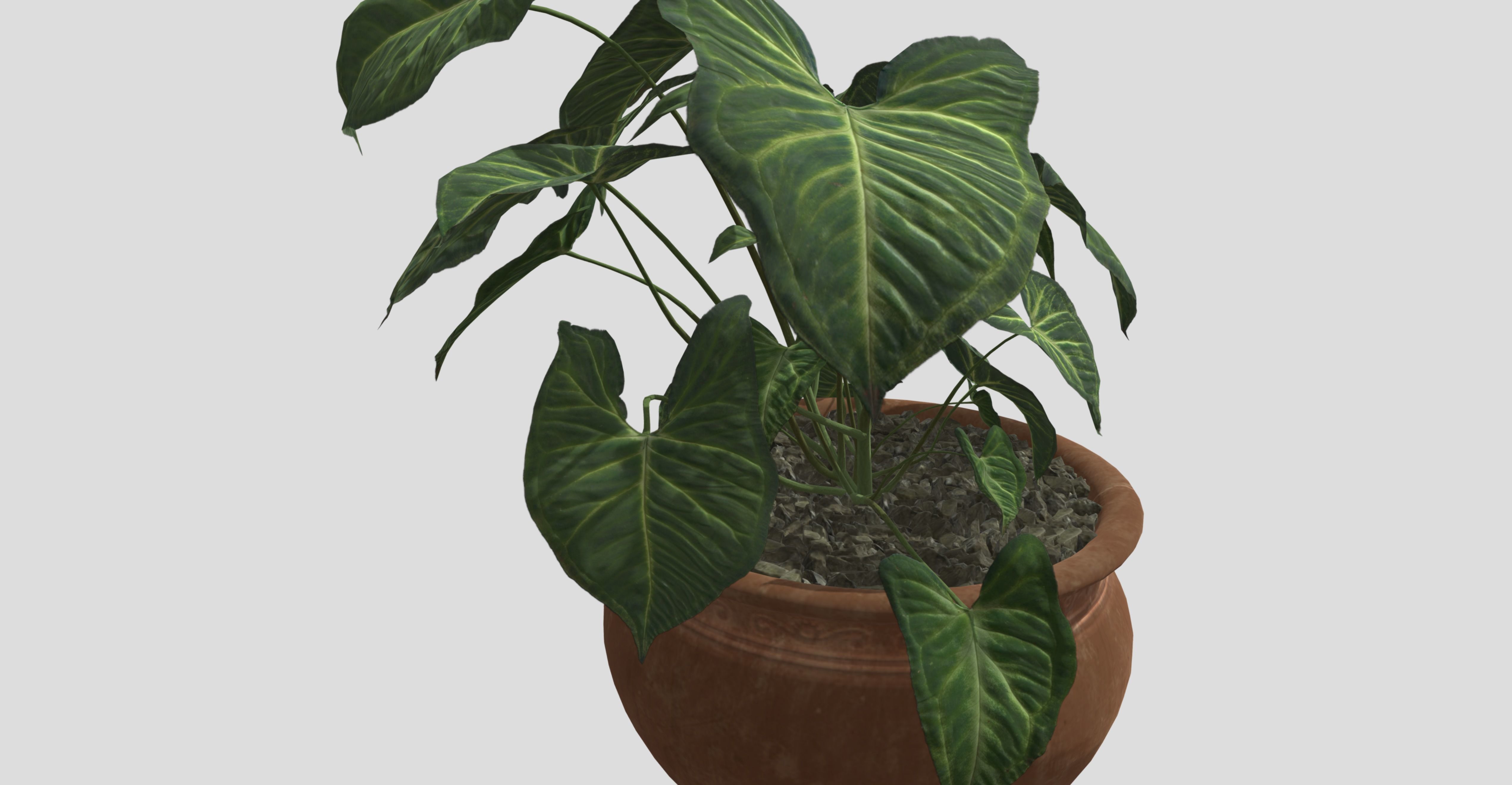 indoor plant 4 Low-poly 3D model_4