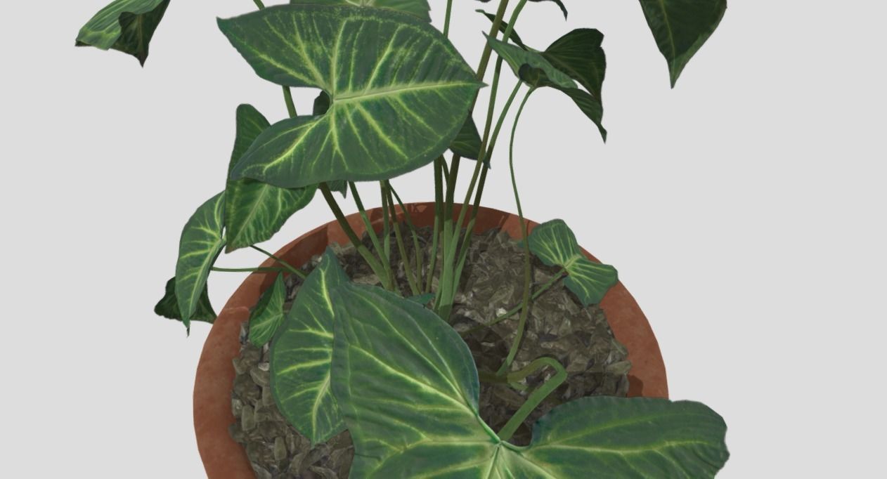 indoor plant 4 Low-poly 3D model_2