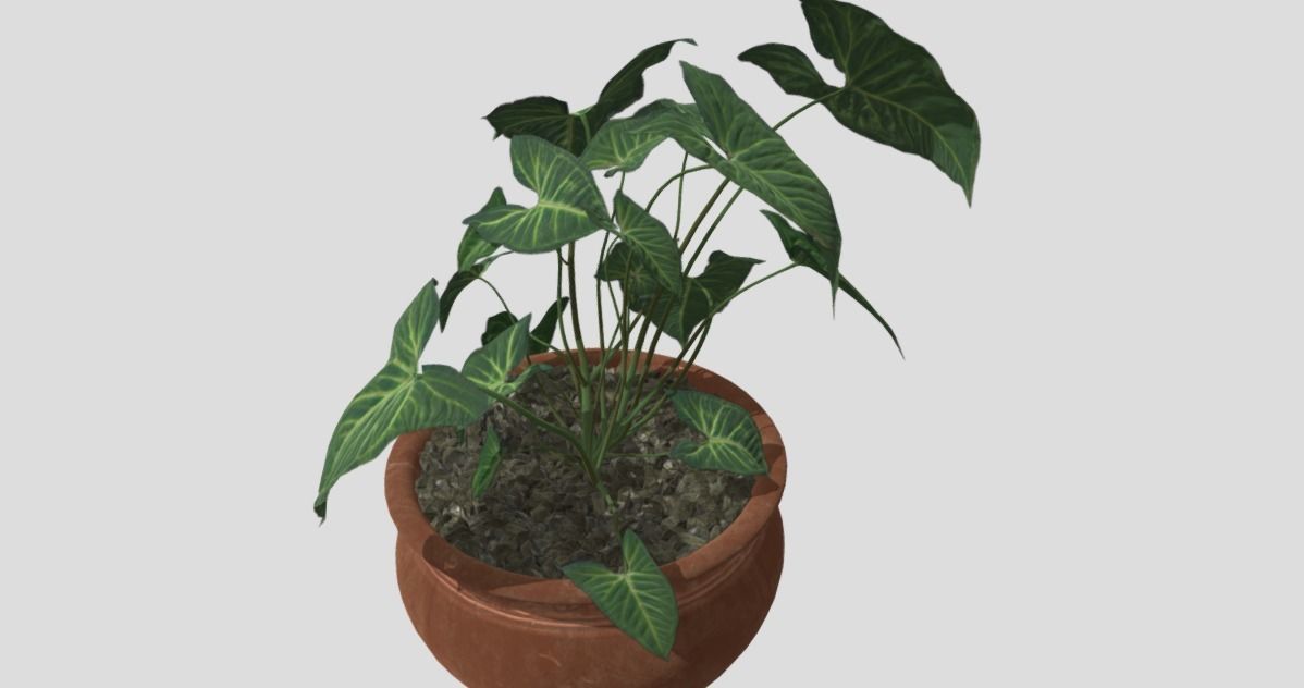indoor plant 4 Low-poly 3D model_1