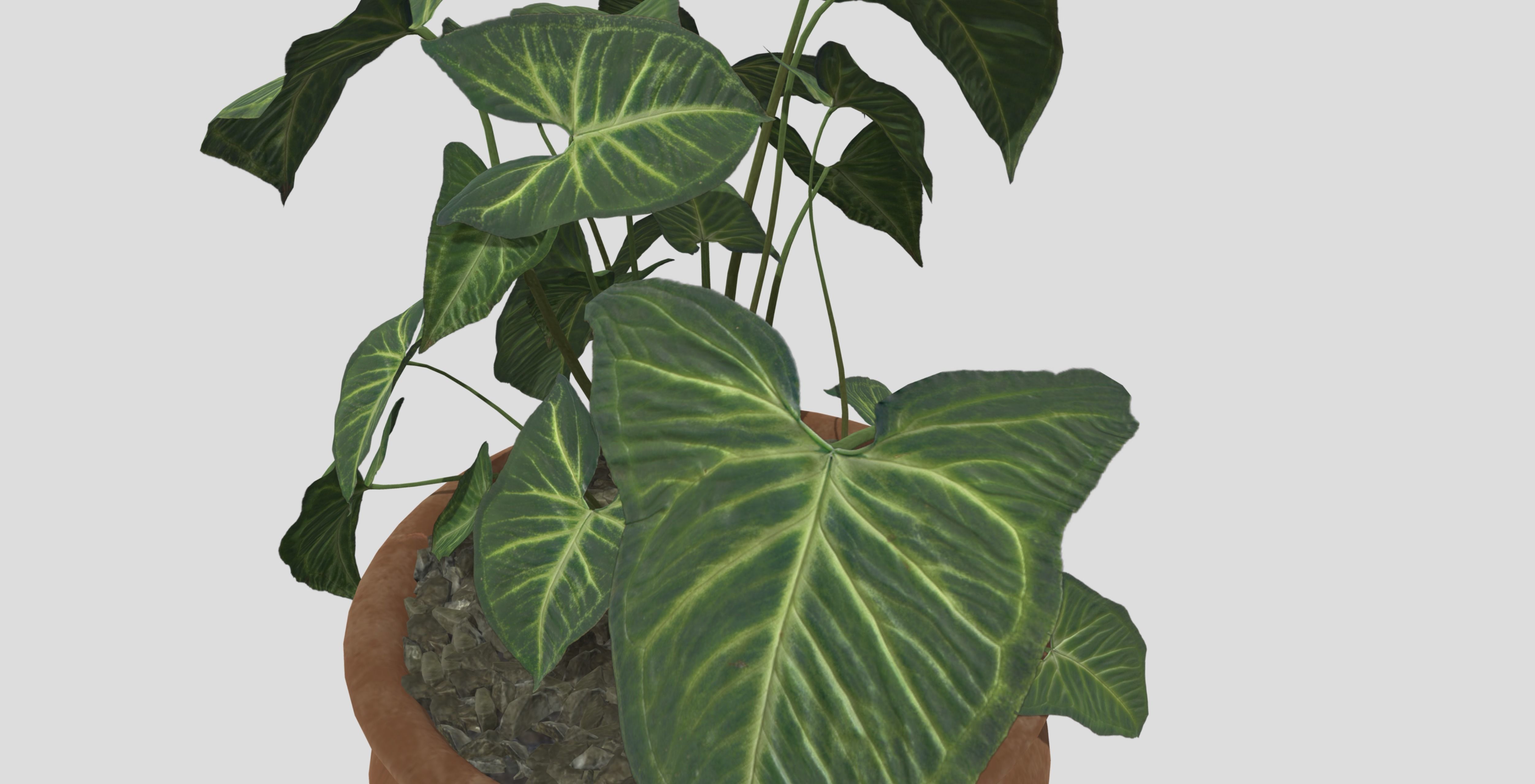 indoor plant 4 Low-poly 3D model_5