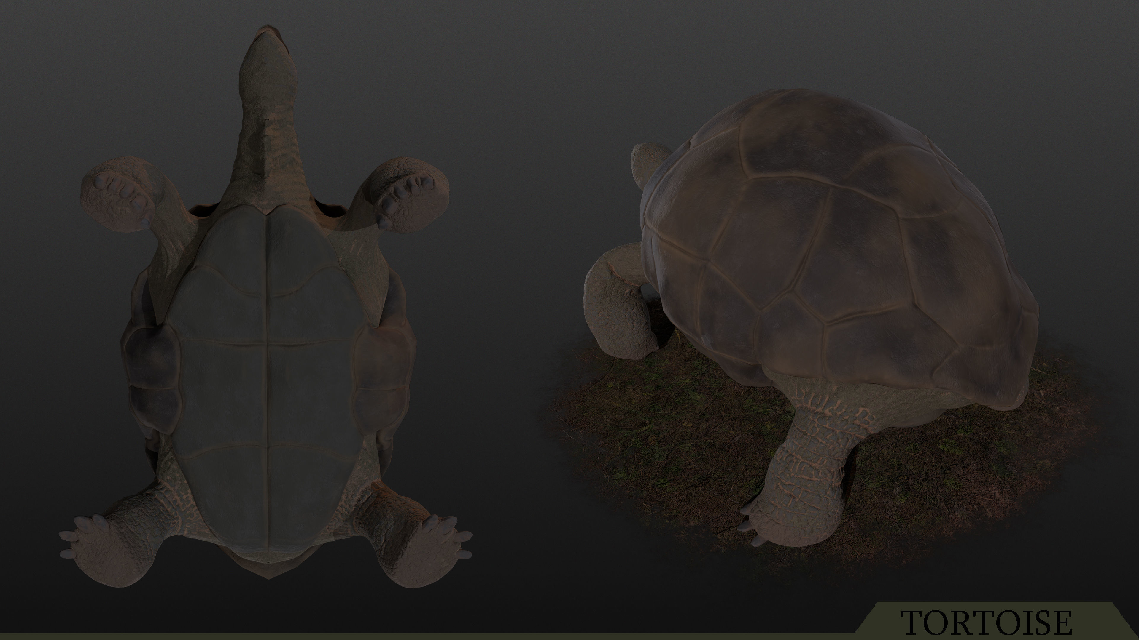 Tortoise PBR - Rigged Low-poly 3D model_3