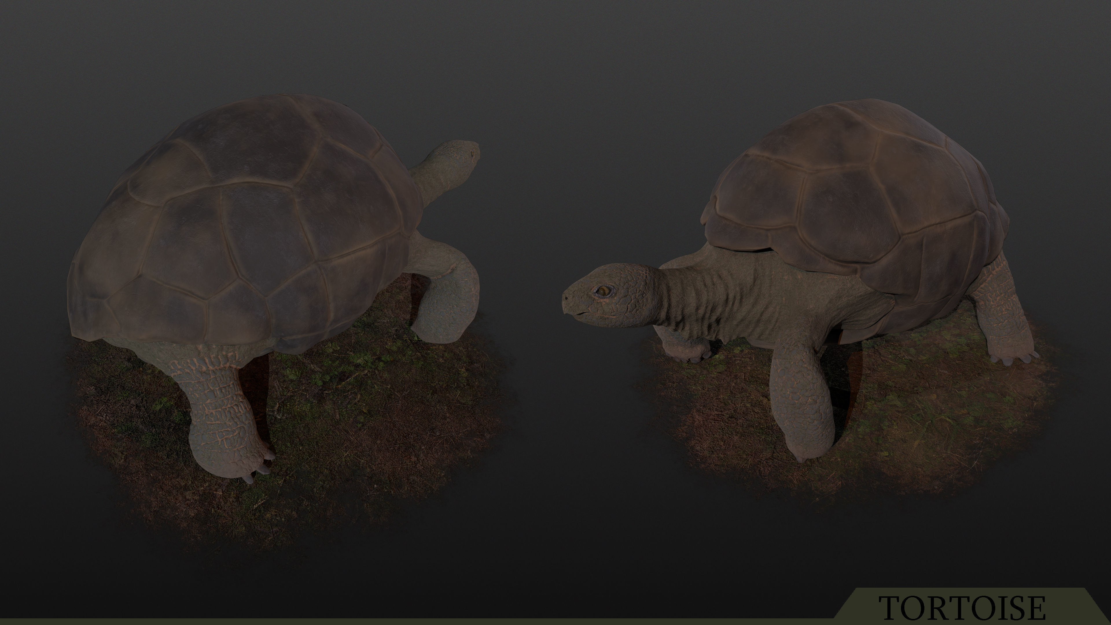 Tortoise PBR - Rigged Low-poly 3D model_2