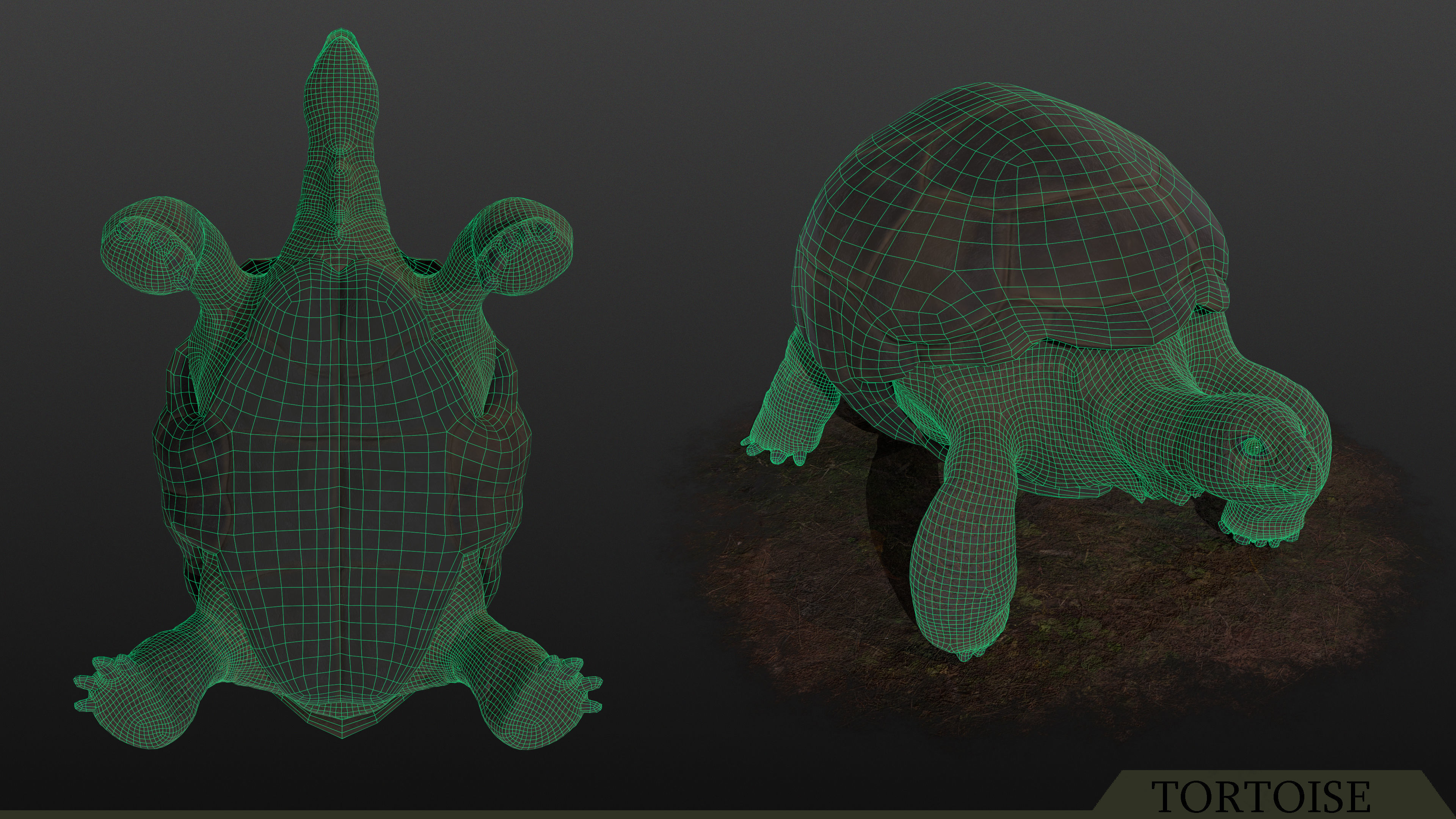 Tortoise PBR - Rigged Low-poly 3D model_5