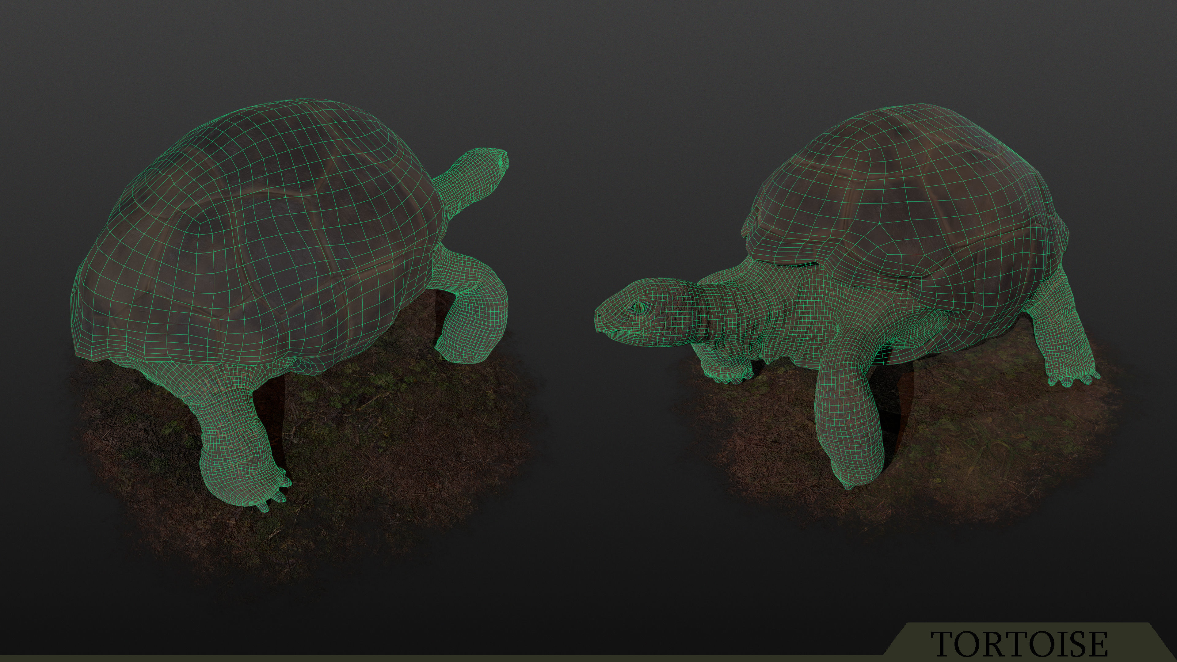 Tortoise PBR - Rigged Low-poly 3D model_4