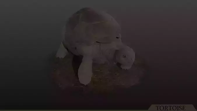 Tortoise PBR - Rigged