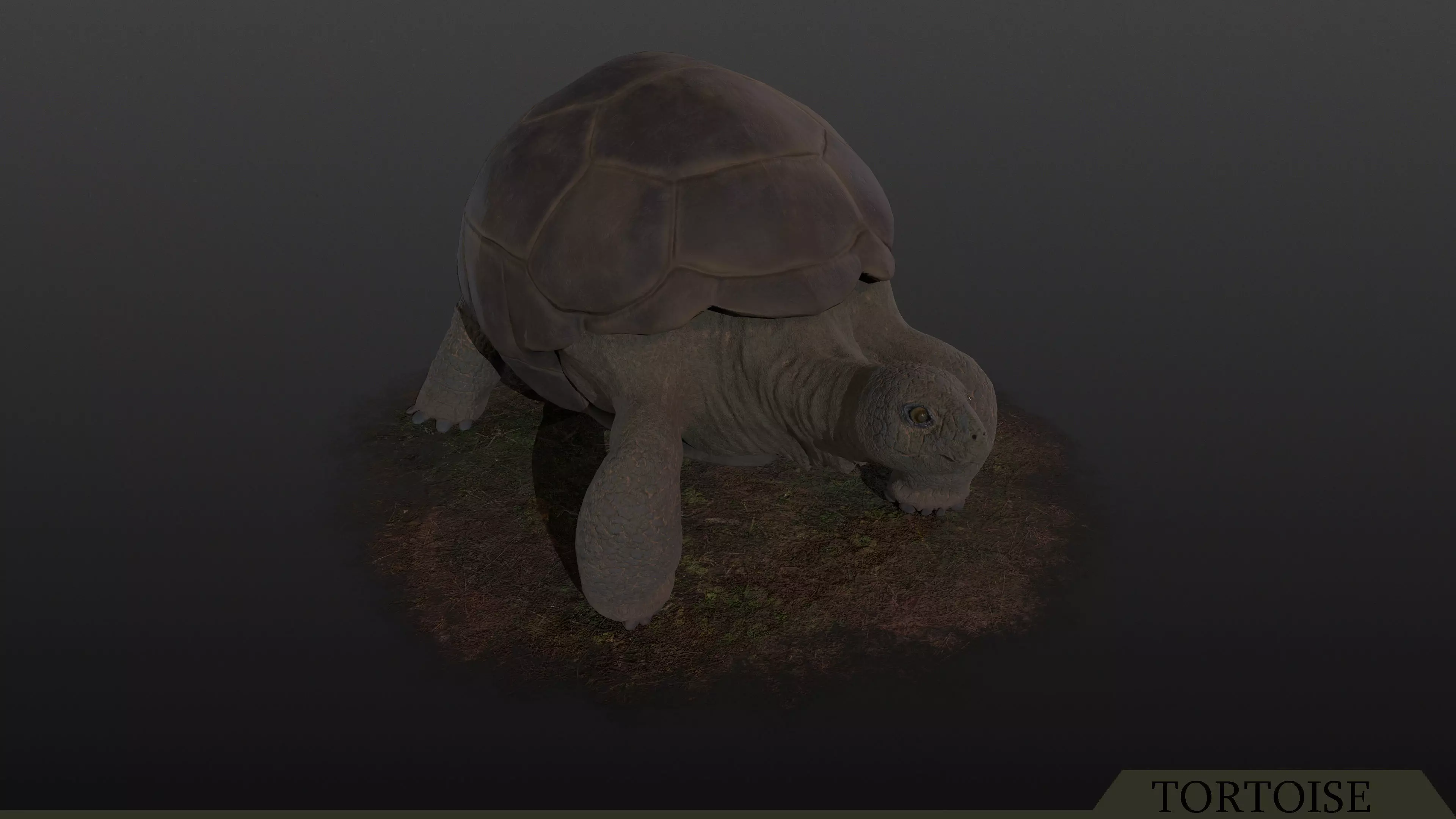 Tortoise PBR - Rigged Low-poly 3D model_0