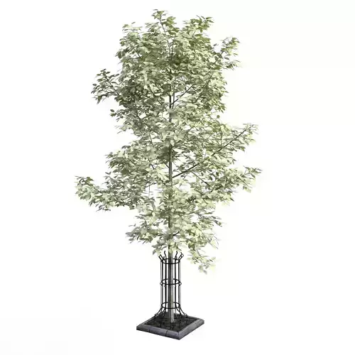 Tree With Cage 3D Models 3D model