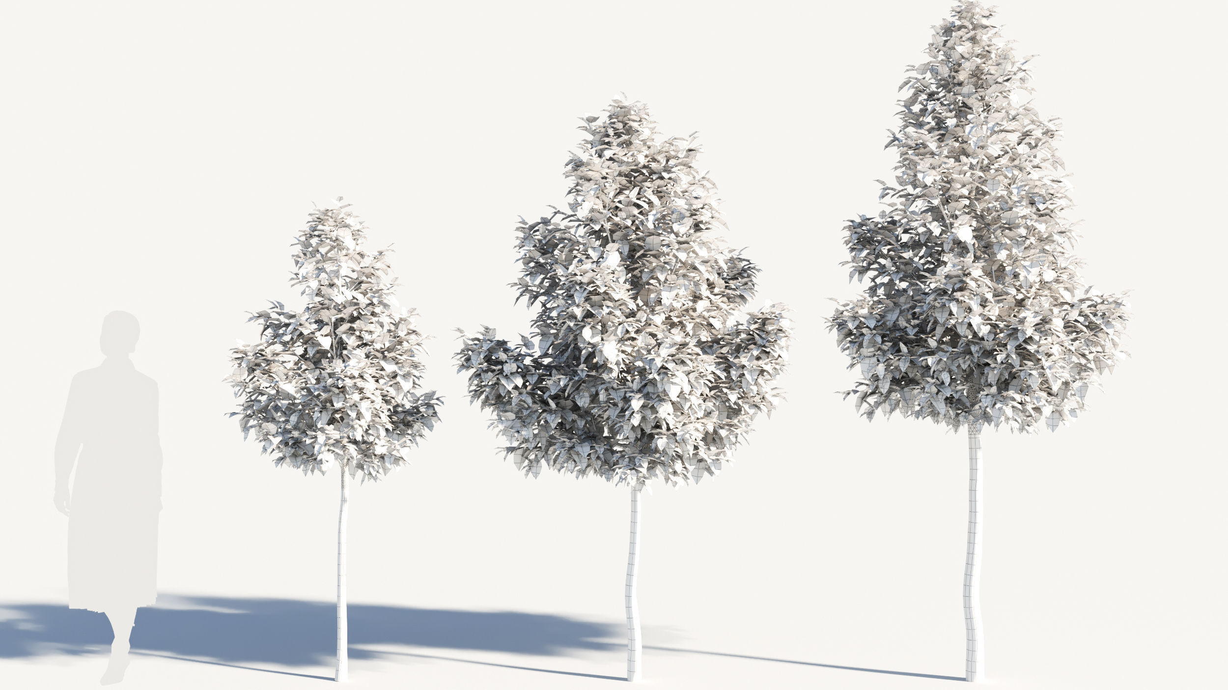 Acer negundo tree 3D model_8