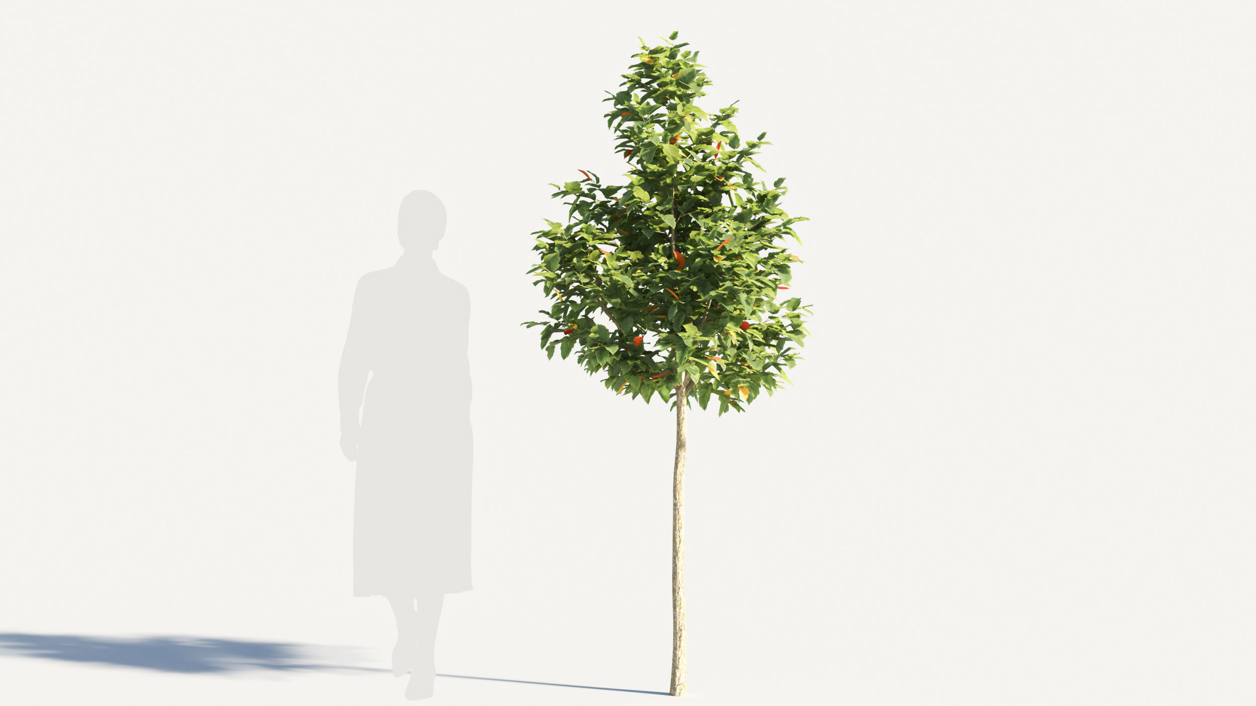 Acer negundo tree 3D model_4