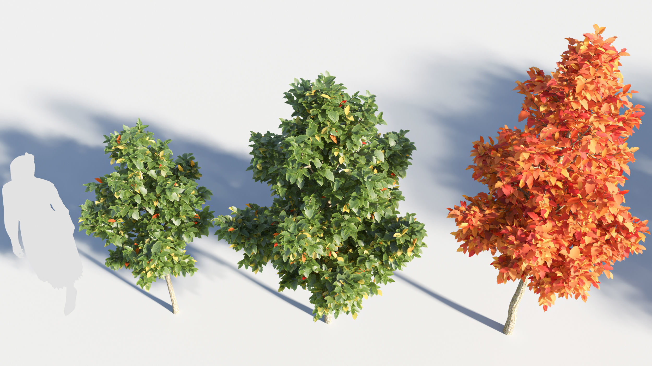 Acer negundo tree 3D model_3