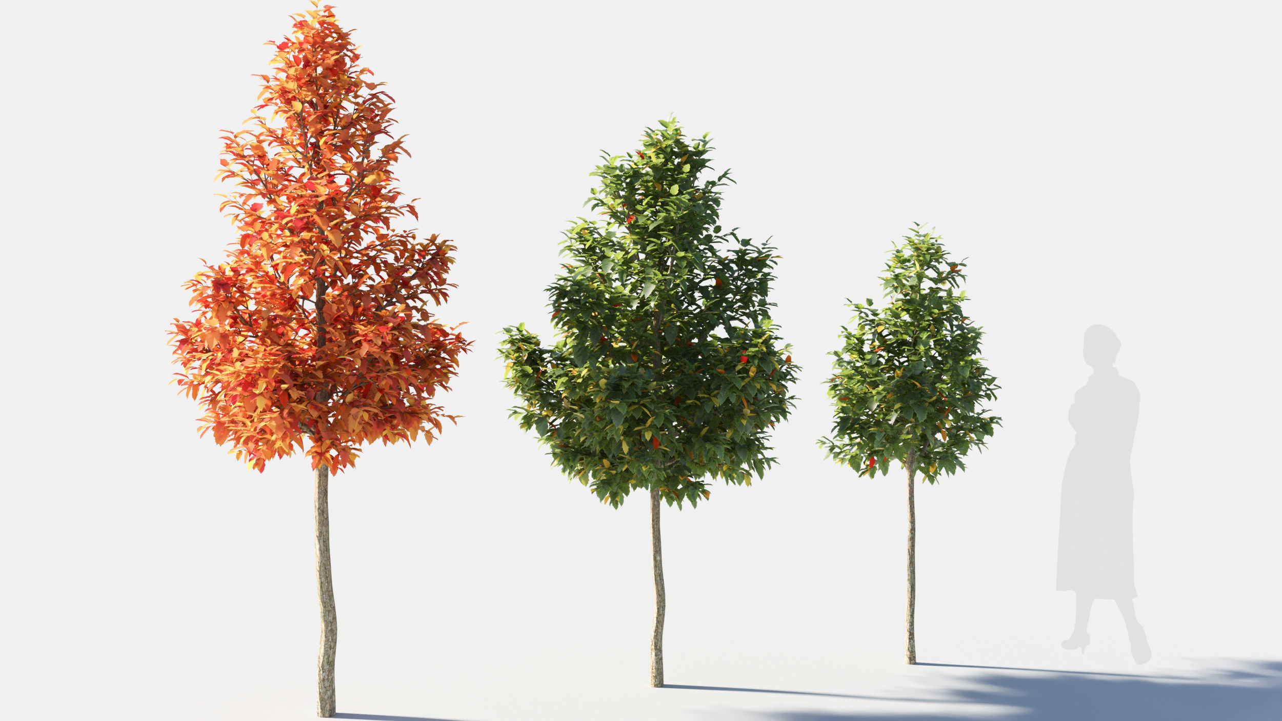 Acer negundo tree 3D model_2