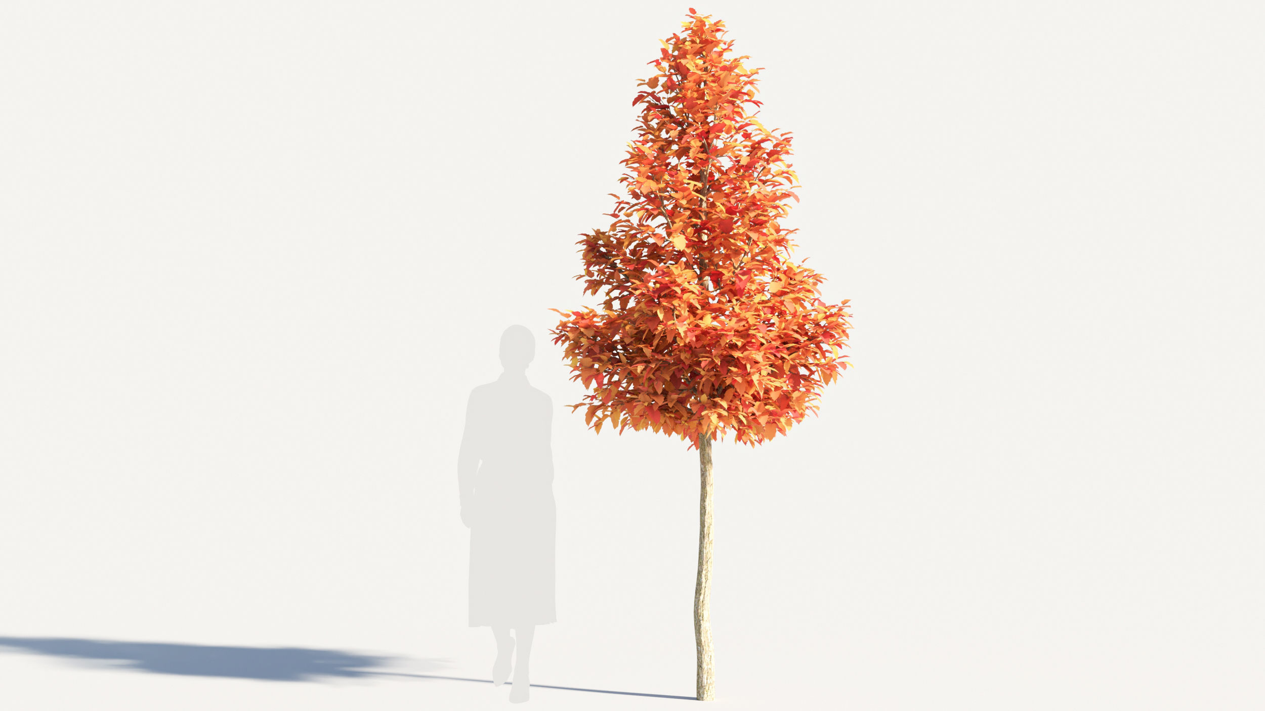 Acer negundo tree 3D model_6