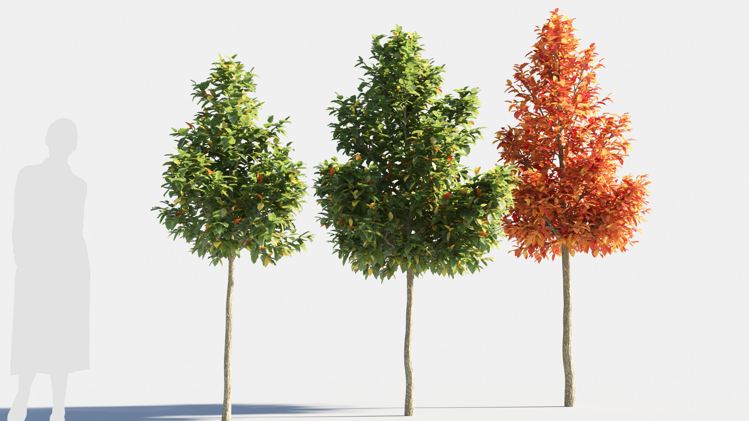 Acer negundo tree 3D model_1