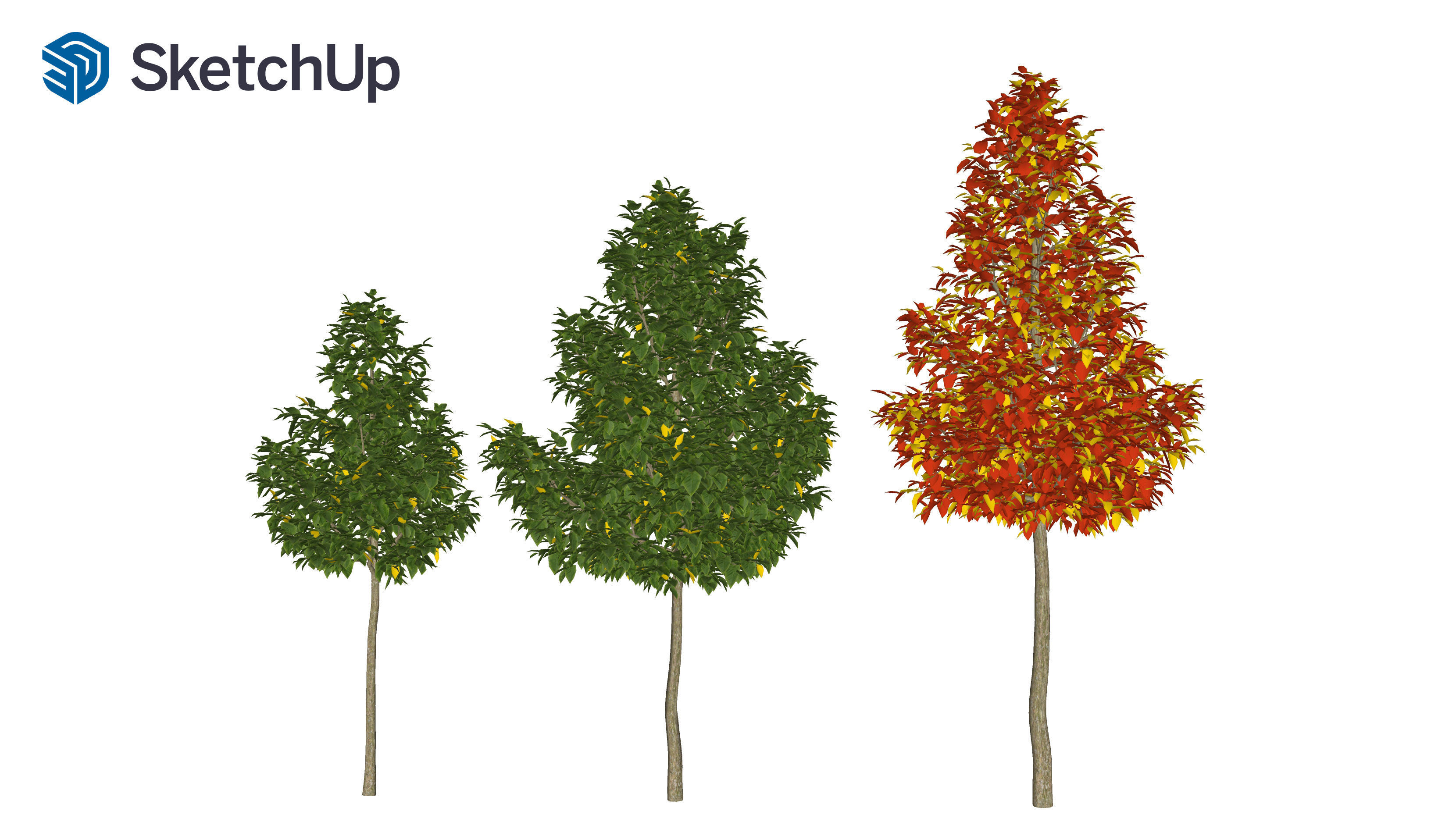 Acer negundo tree 3D model_7