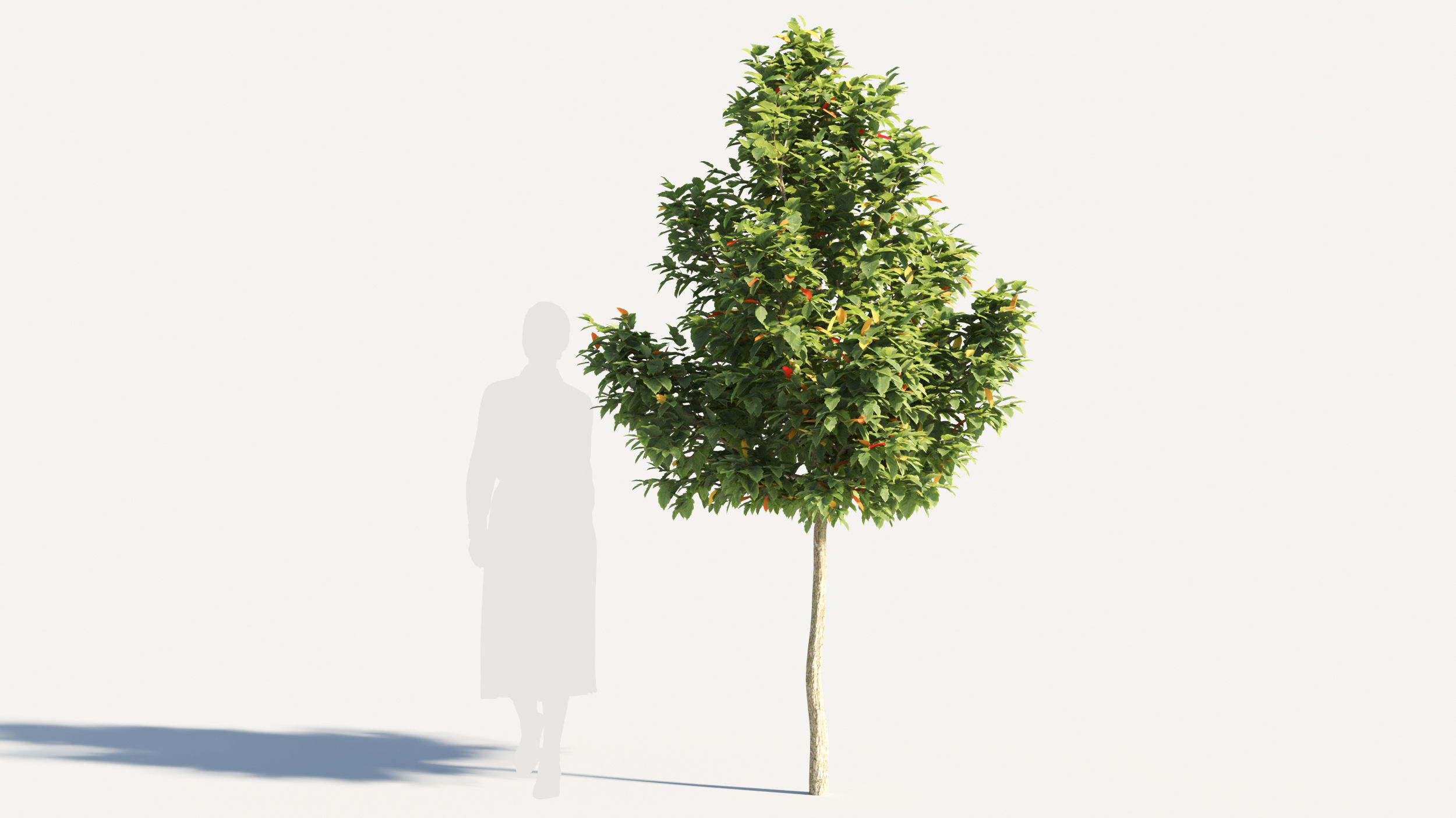 Acer negundo tree 3D model_5