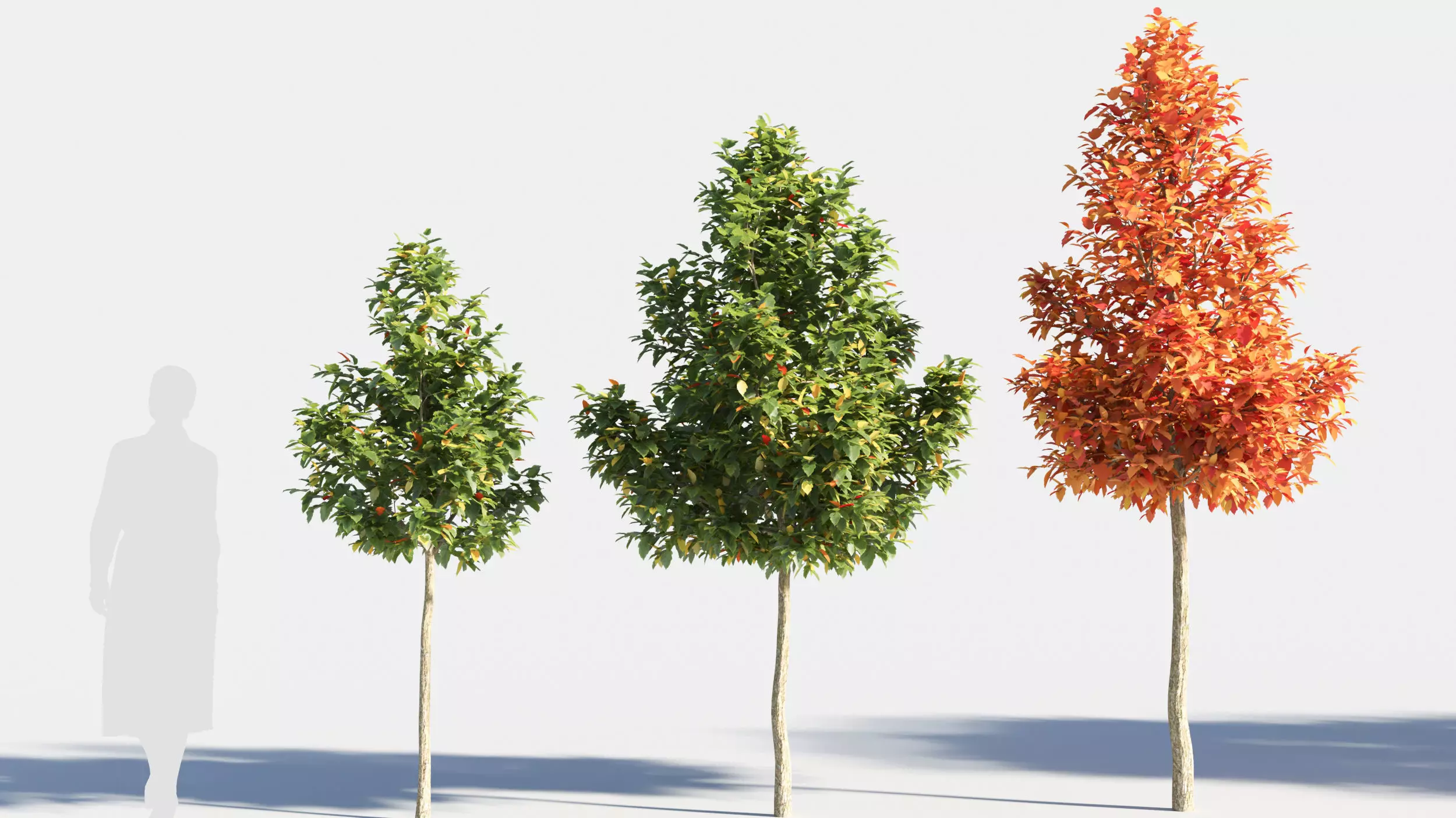 Acer negundo tree 3D model_0