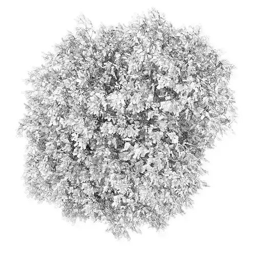English Oak 3 Quercus robur 45405 3D model