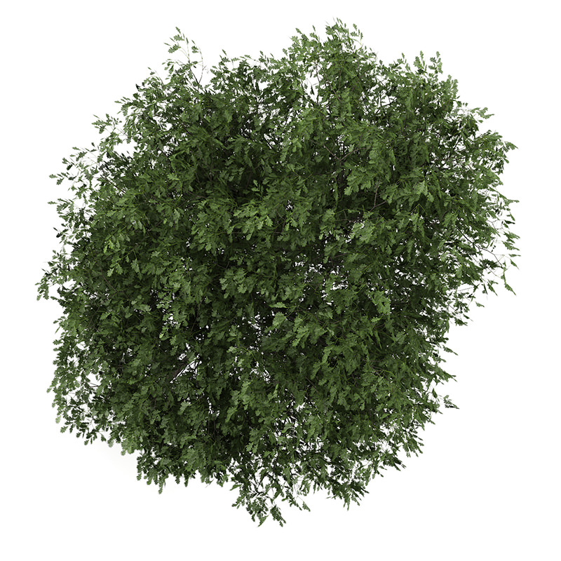 English Oak 3 Quercus robur 45405 3D model_1