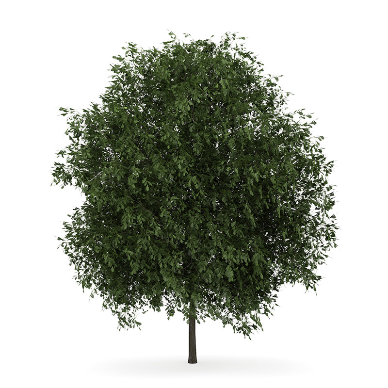 English Oak 3 Quercus robur 45405 3D model_3