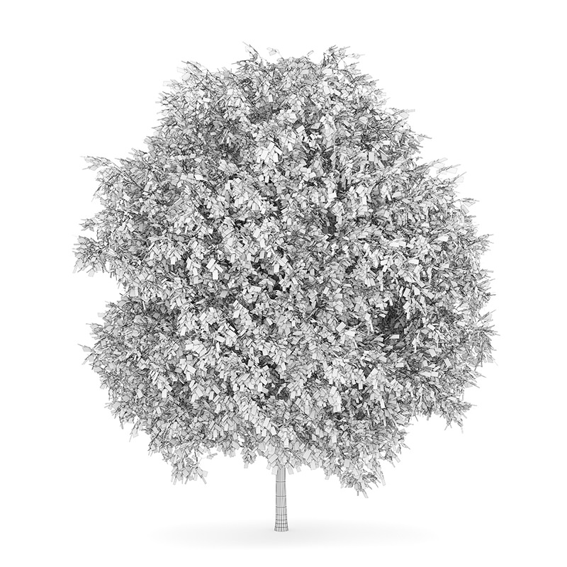 English Oak 3 Quercus robur 45405 3D model_2