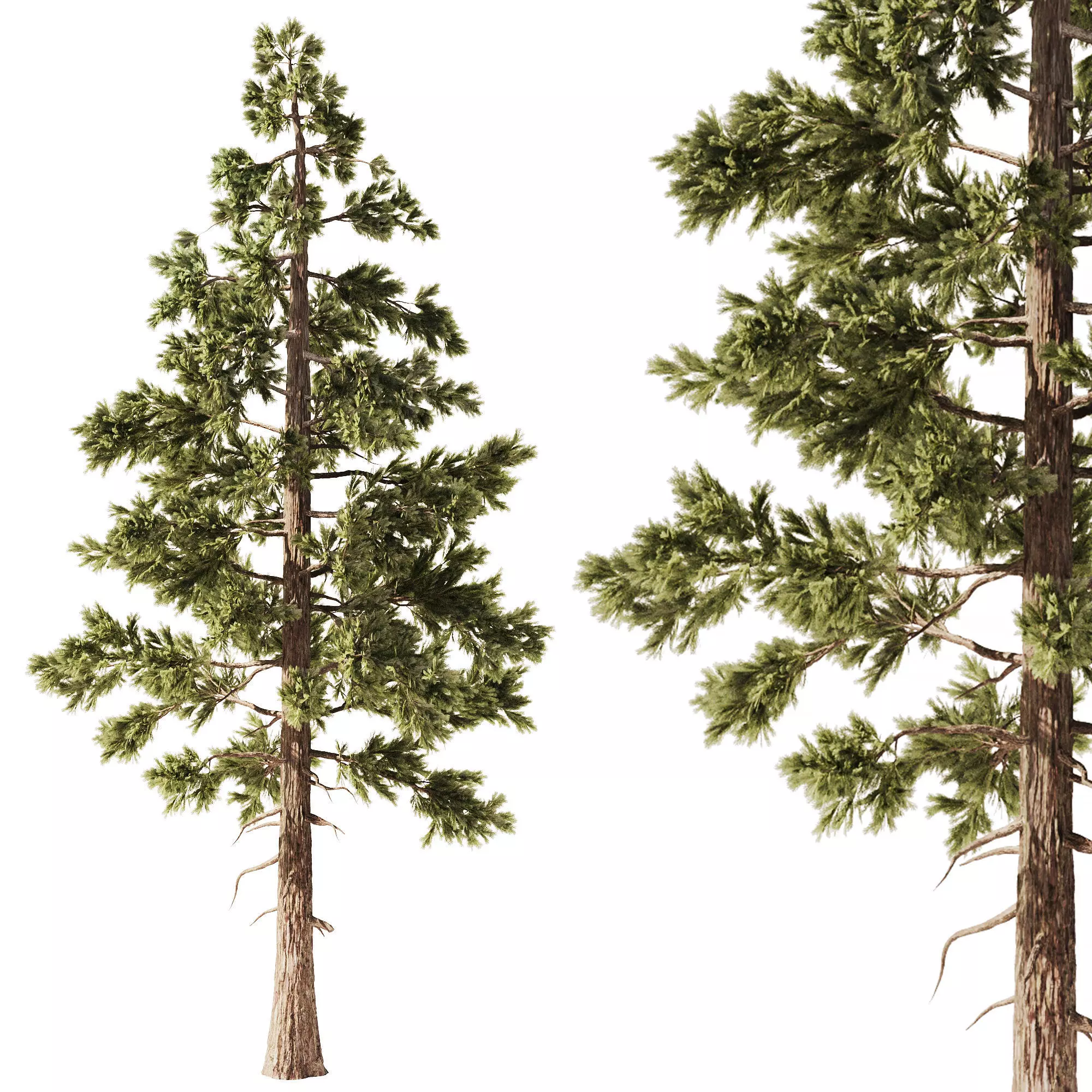 Pine Tree Set1 3D model_0