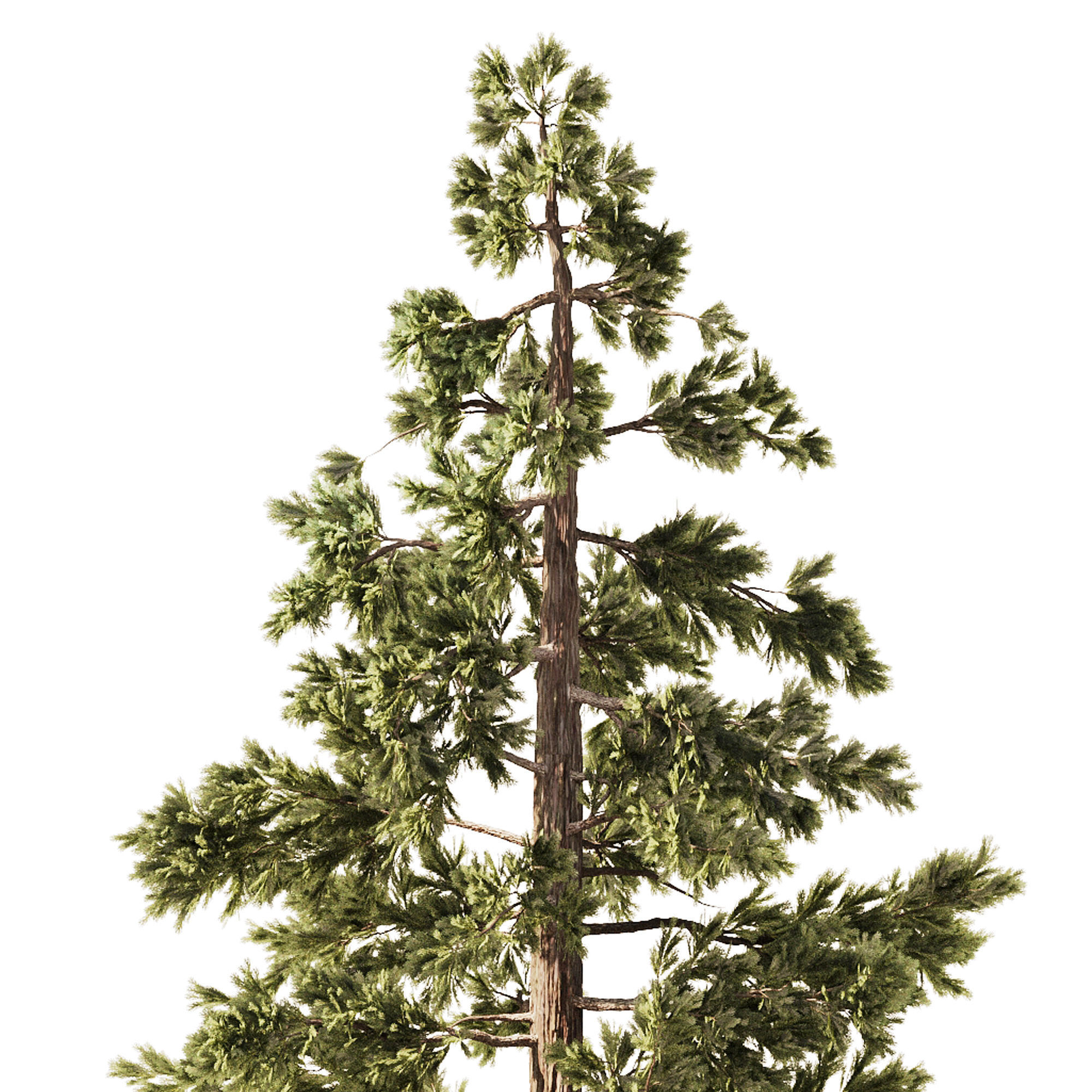 Pine Tree Set1 3D model_2