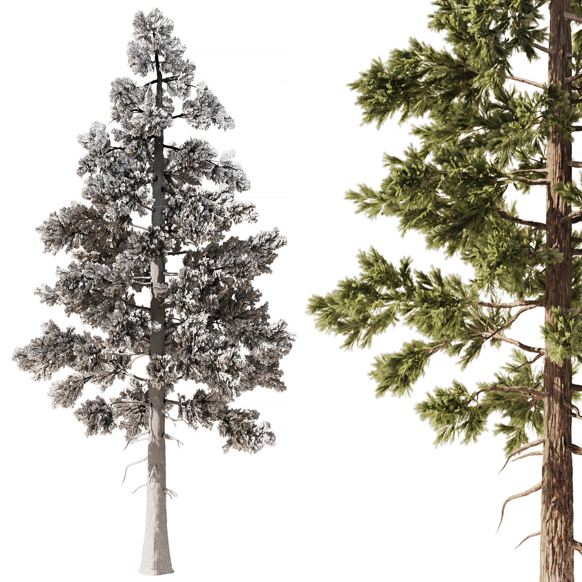 Pine Tree Set1 3D model_5