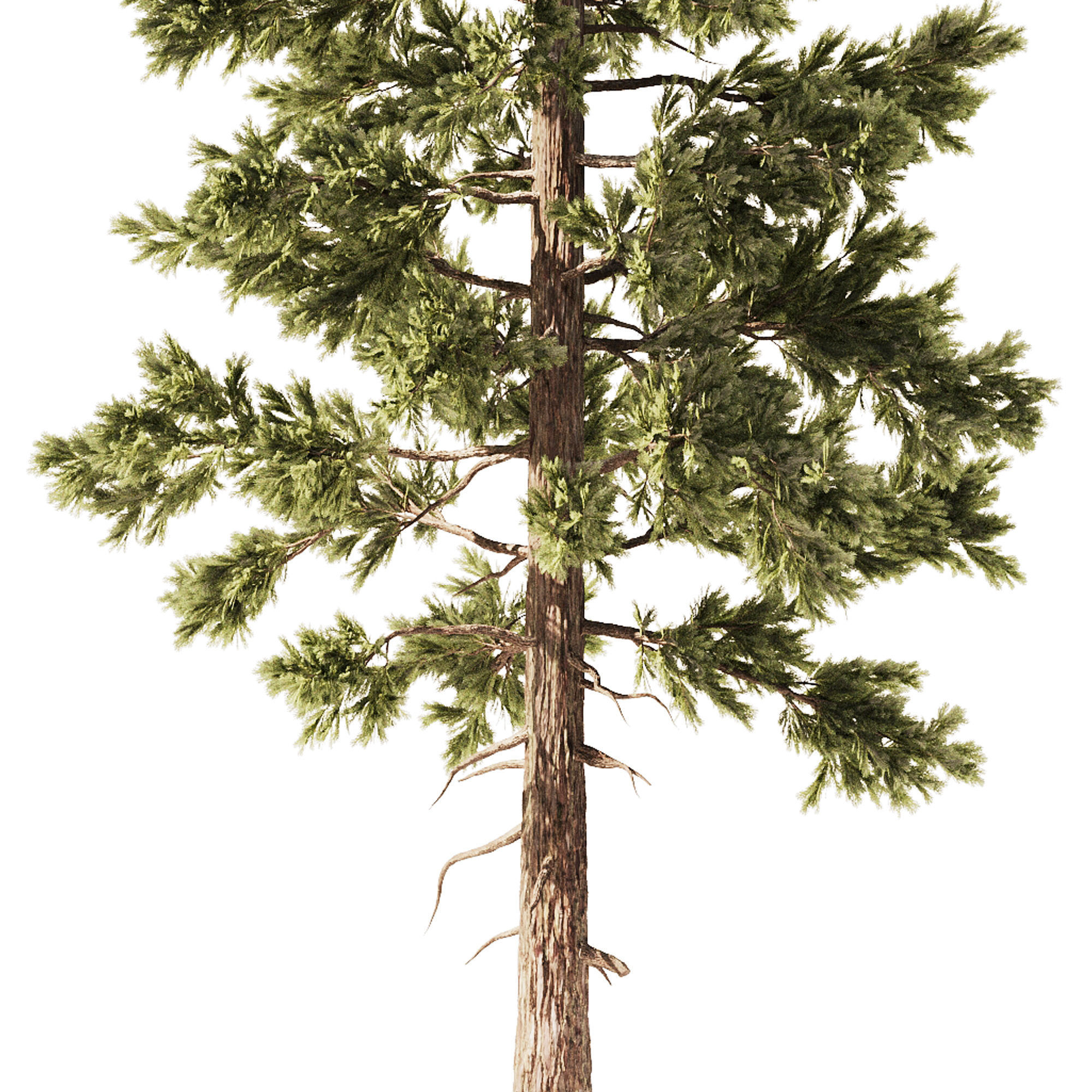 Pine Tree Set1 3D model_3