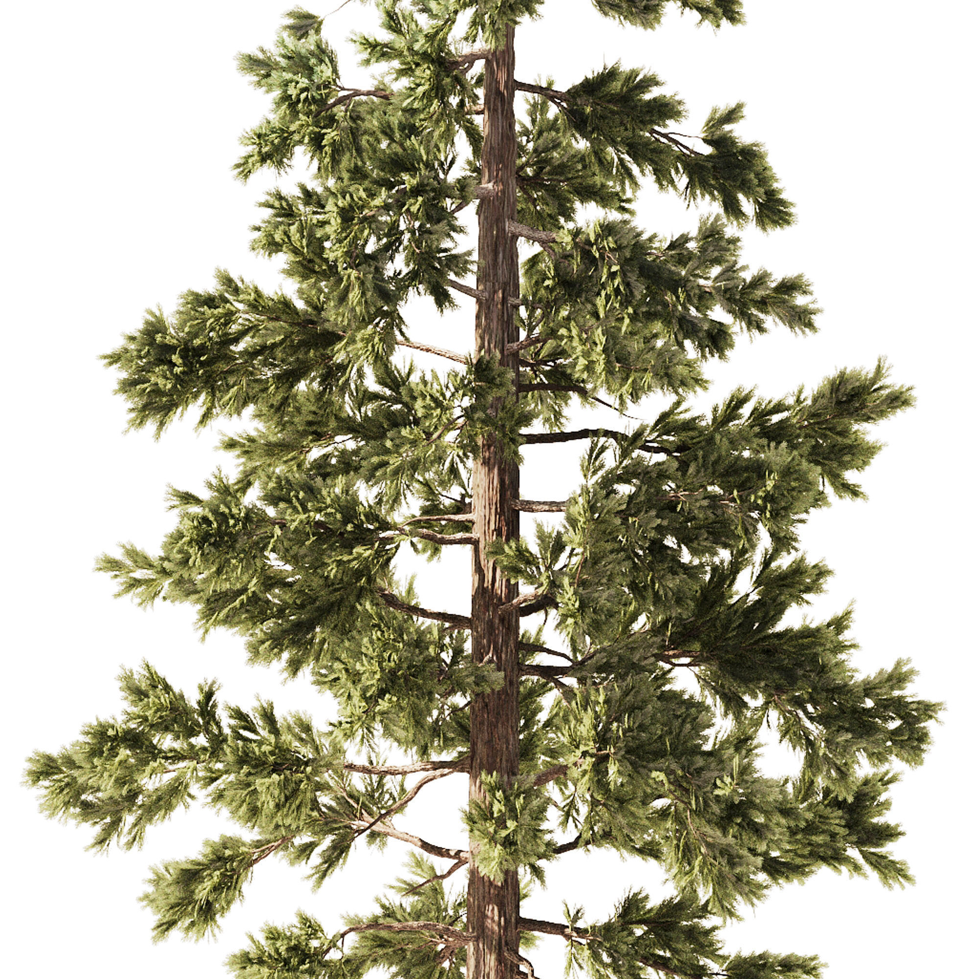 Pine Tree Set1 3D model_1