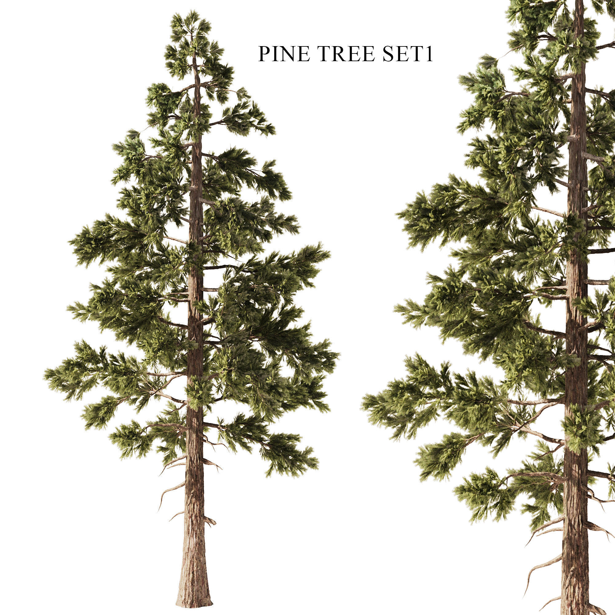 Pine Tree Set1 3D model_4