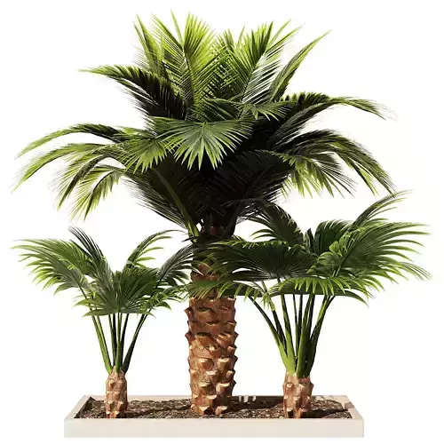 Palm Tree Set1 3D model