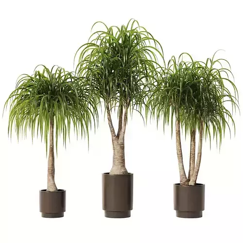Ponytail Palm Set1