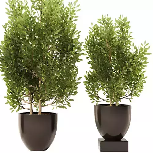 Spanish Stopper Shrube Set1