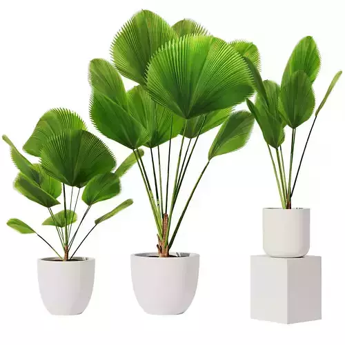 Licuala Grandis Set1