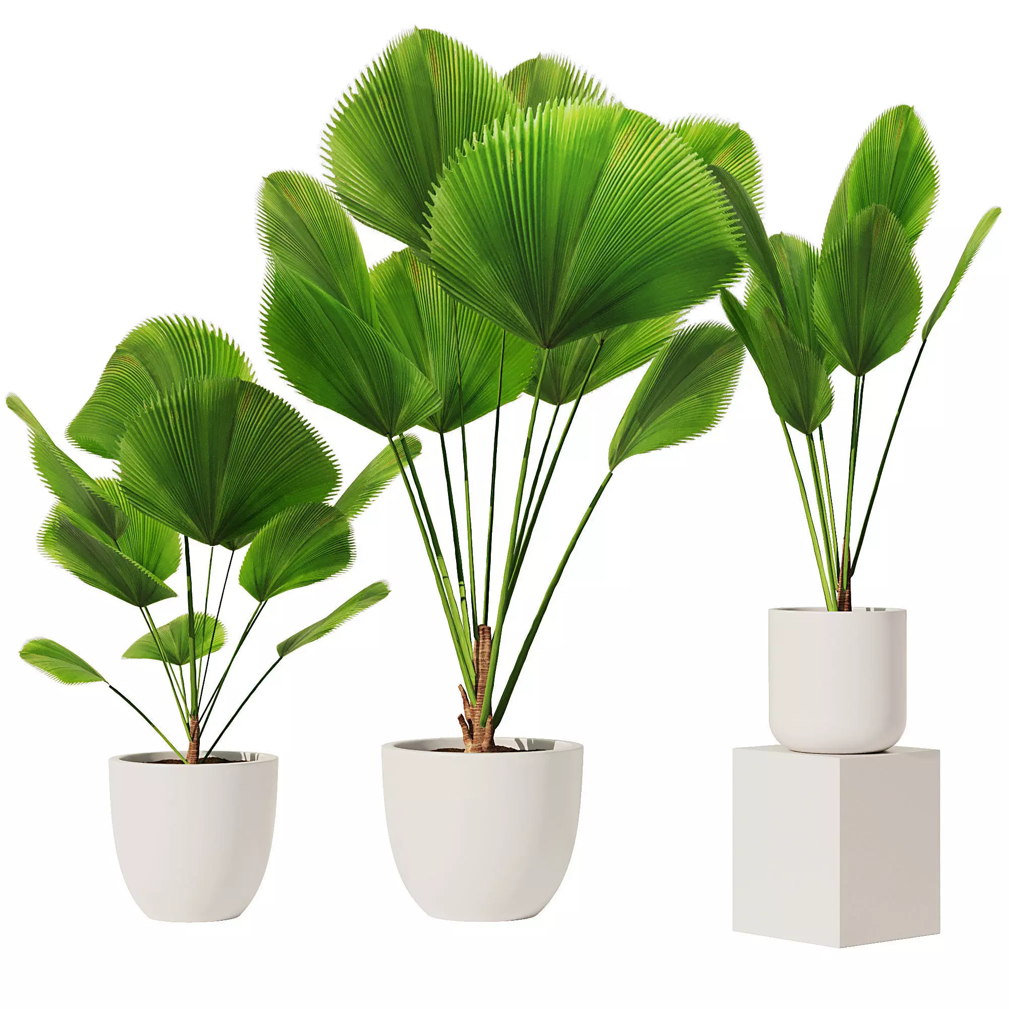 Licuala Grandis Set1 3D model