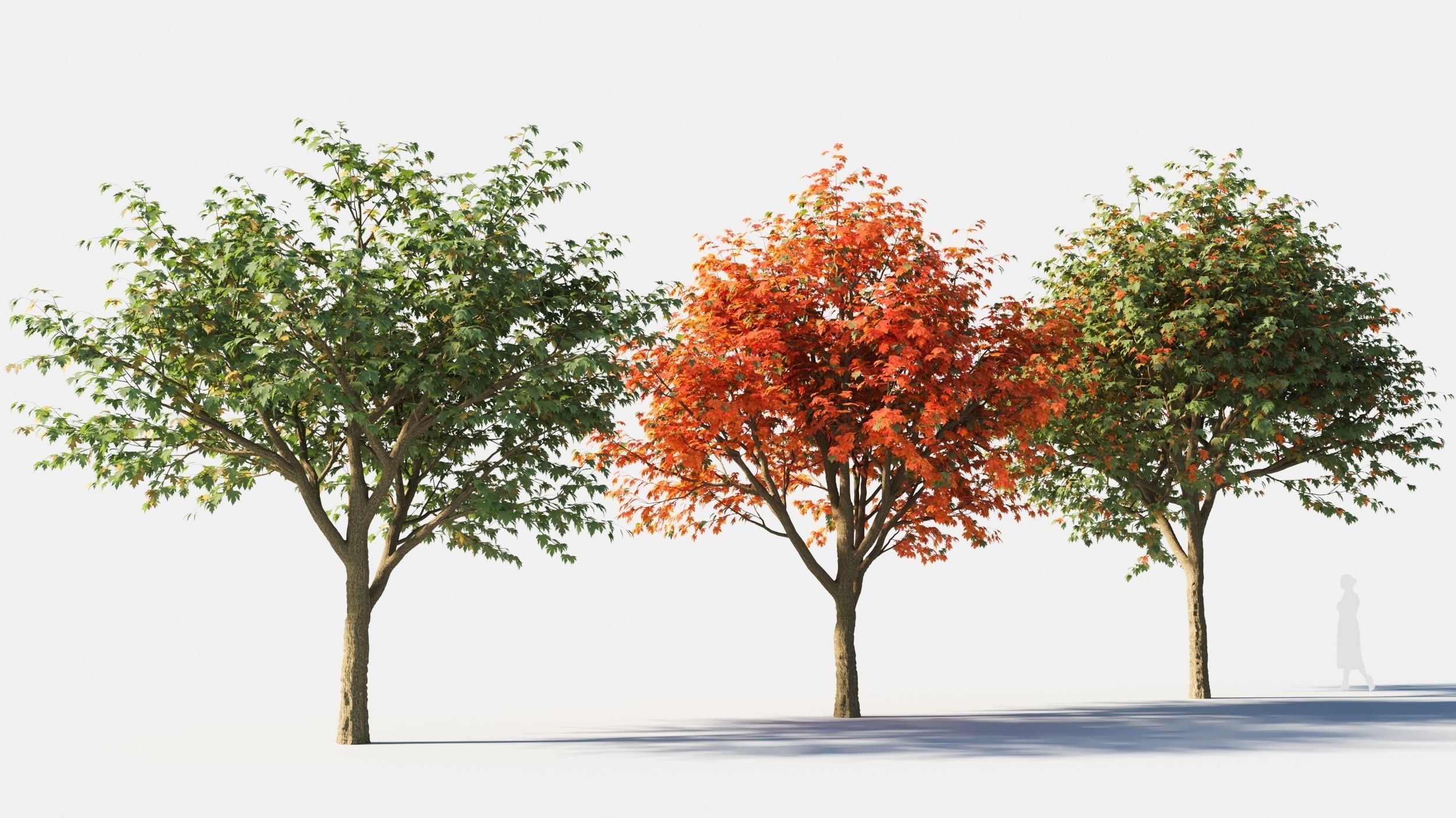 Acer saccharinum-1 3D model_1