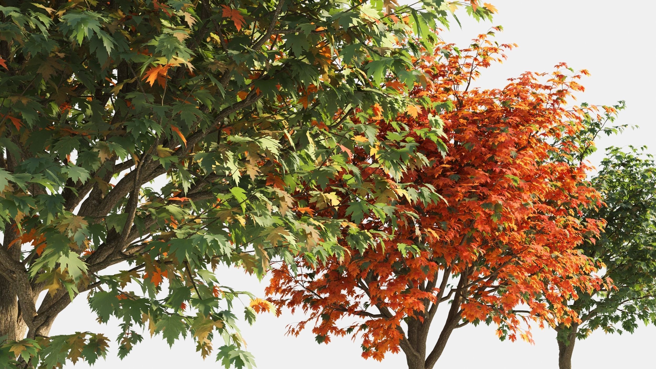 Acer saccharinum-1 3D model_3