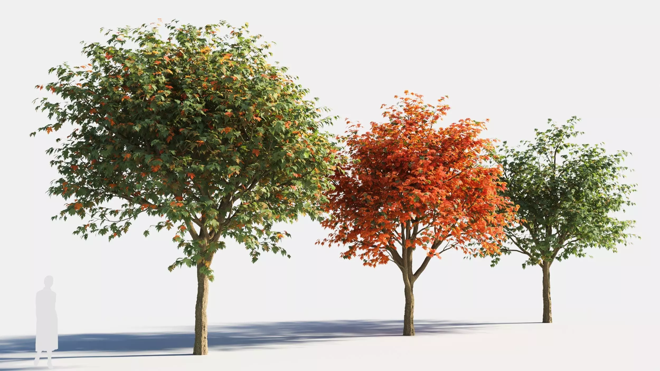 Acer saccharinum-1 3D model_0