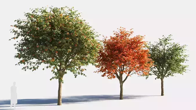 Acer saccharinum-1