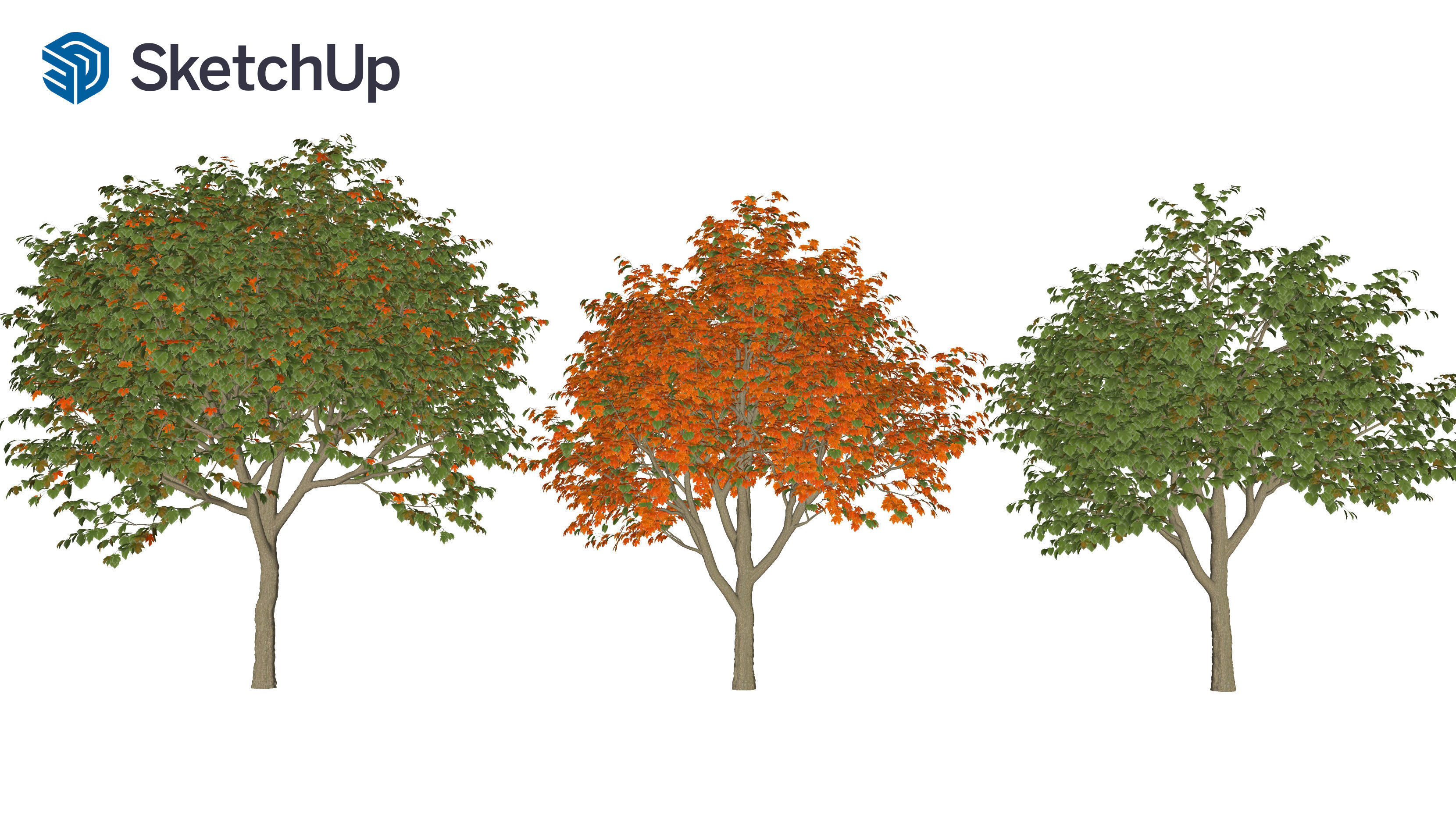Acer saccharinum-1 3D model_8