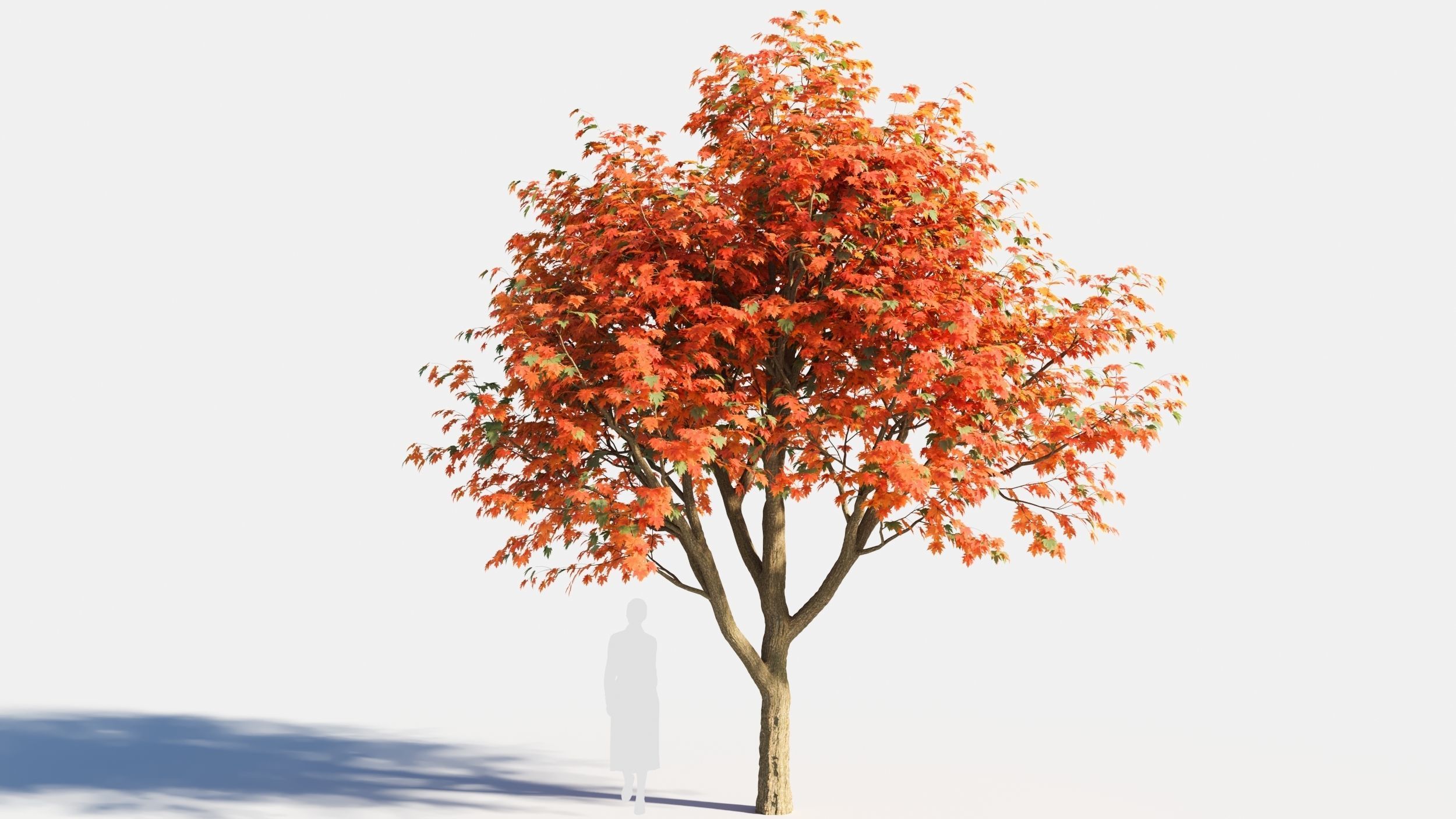 Acer saccharinum-1 3D model_6